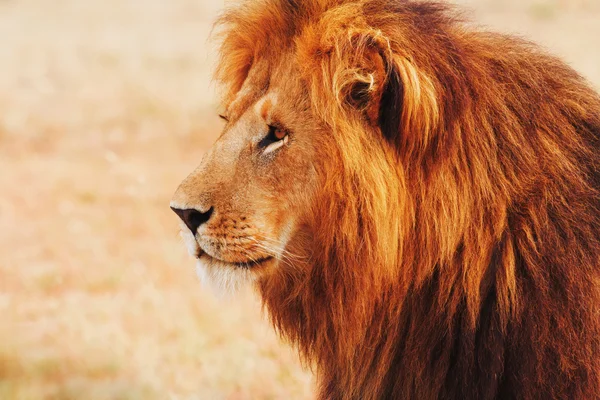 Lion mâle à Masai Mara — Photo