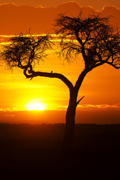 Typical african sunset with acacia tree in Masai Mara, Kenya