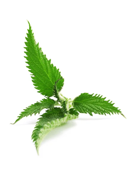 Nettle green leaves — Stock Photo, Image