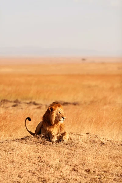 Hím oroszlán Masai Mara — Stock Fotó