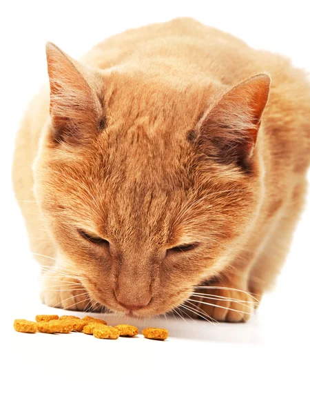 Domestic cat eating — Stock Photo, Image