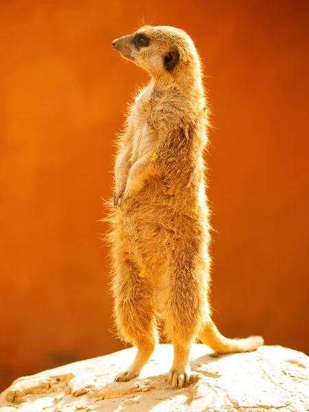 Meerkat se uită în jur — Fotografie, imagine de stoc