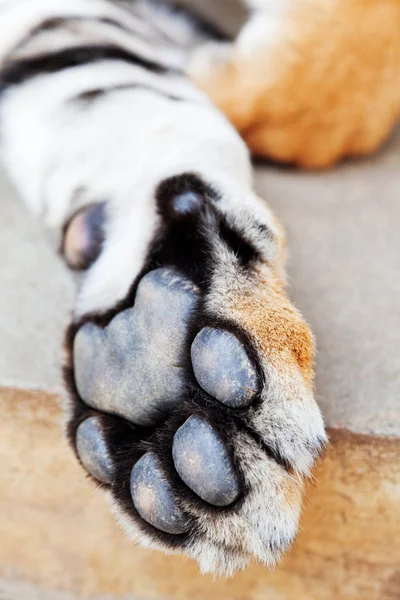 Tiger paw nära upp — Stockfoto