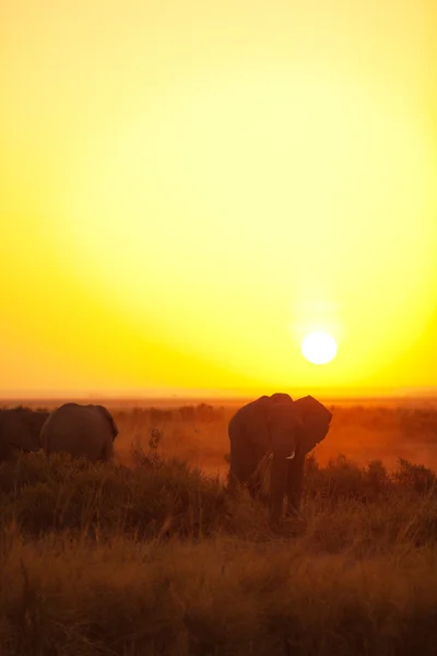 Słonie sylwetki w Masai Mara — Zdjęcie stockowe