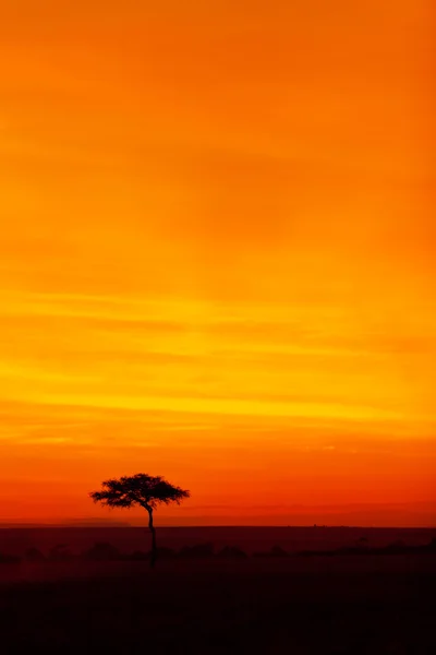 Schöner afrikanischer Sonnenuntergang — Stockfoto