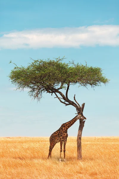 Giraffe im Masai Mara — Stockfoto