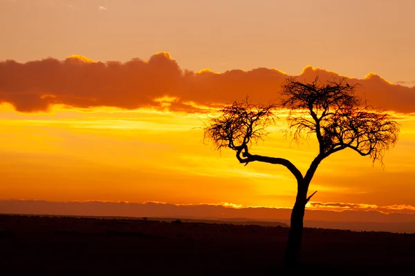 Красиві африканські захід сонця — стокове фото