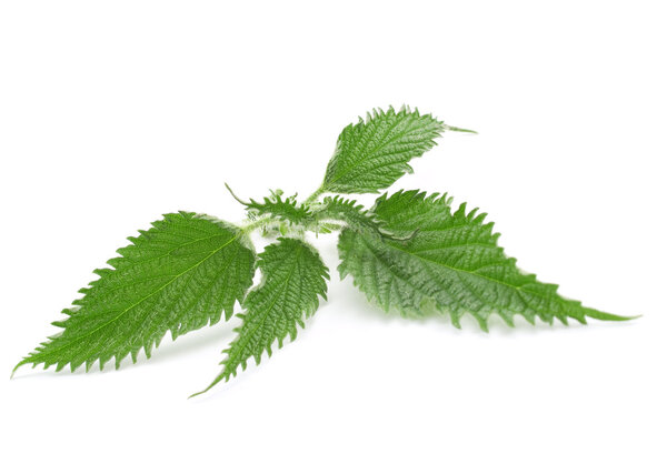 Nettle green leaves