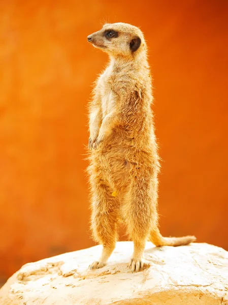 Standing Meerkat  in Africa — Stock Photo, Image