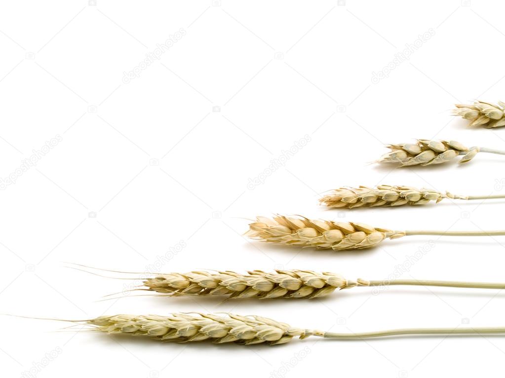 Wheat ears, spikes