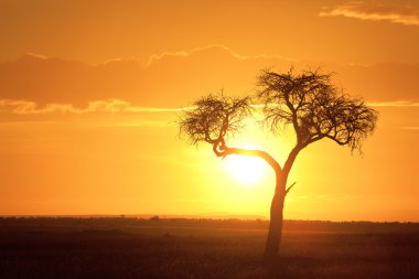 Tipik Afrika günbatımı