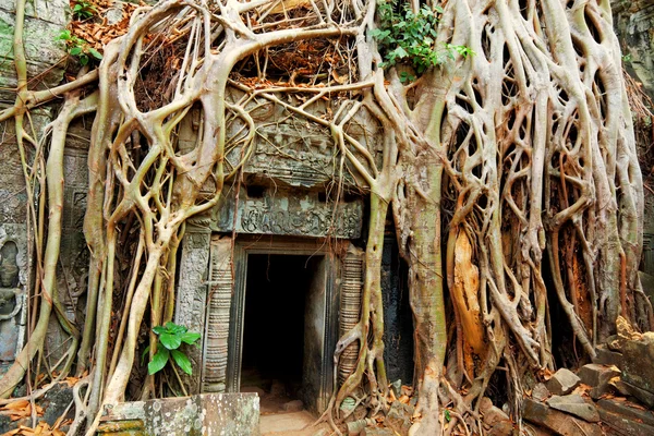 Ta prohm kalıntıları, Angkor Wat — Stok fotoğraf