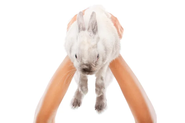 Witte konijn in handen van de vrouw — Stockfoto