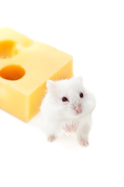 Rato branco com queijo emmental — Fotografia de Stock