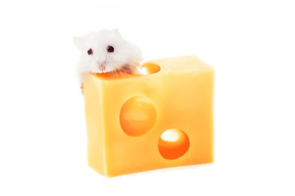 Weiße Maus mit Emmentalkäse — Stockfoto