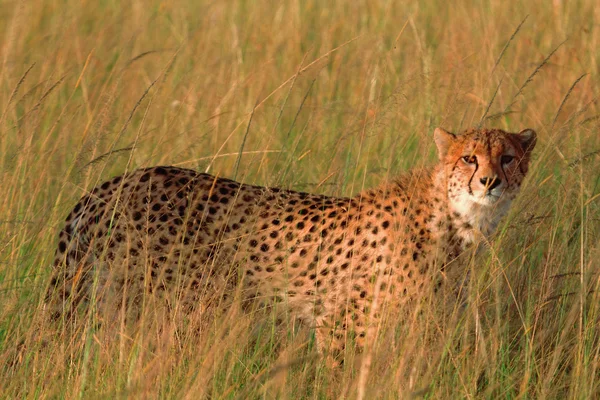 Mies gepardi Masai Marassa — kuvapankkivalokuva