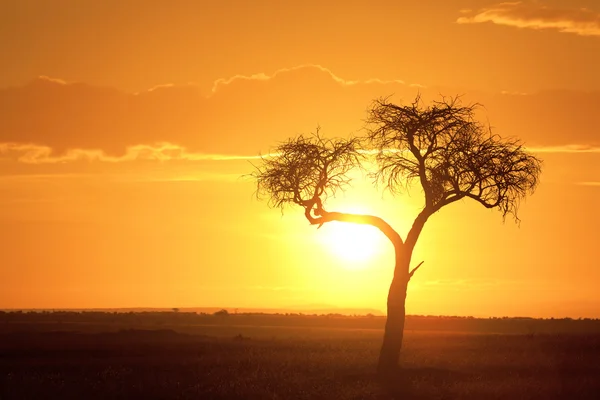 Typical african sunset — Stock Photo, Image