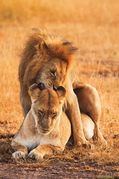 Páření lvů v Masai Mara — Stock fotografie
