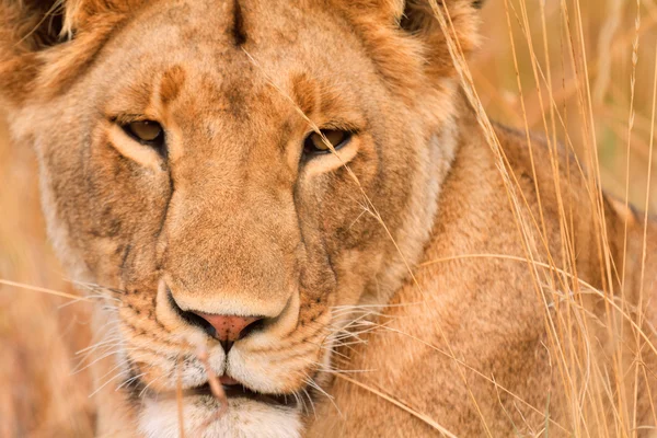 Vrouwelijke Leeuw in Masai Mara — Stockfoto