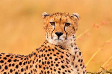 Male cheetah in Masai Mara clipart