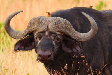 Masai Mara Buffalo'da