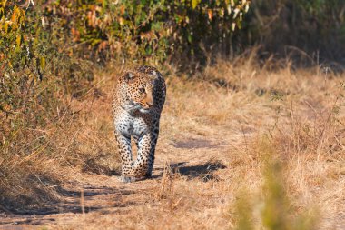 Masai Mara kadın leopard