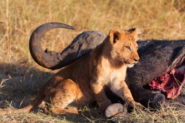 Masai Mara aslan yavrusu
