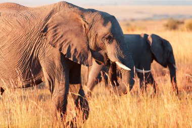 Elephants herd in Amboseli clipart