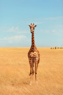 Masai Mara zürafa