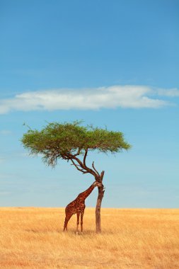Masai Mara zürafa
