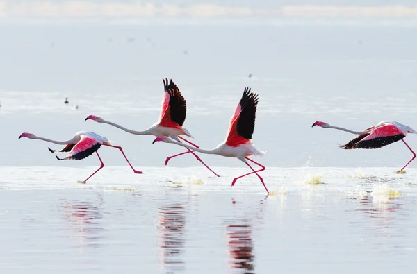 Vliegende flamingo op meer — Stockfoto