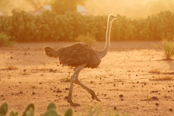 Female ostrich, Amboseli park, Kenya — Stock Photo, Image