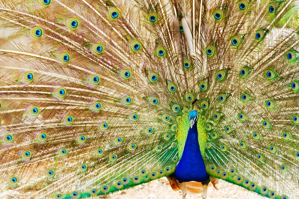 Peacock cu coadă deschisă — Fotografie, imagine de stoc