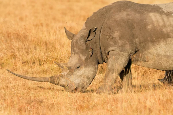 White Rhino in Nakuru Park — Stockfoto