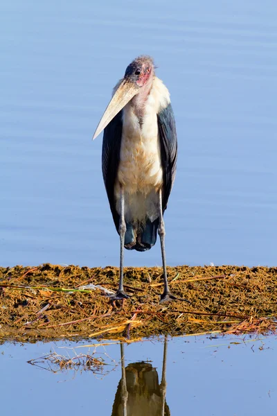 セリインダストリア コウノトリ、ナクル湖 — ストック写真