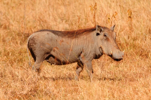 Warthog, Masai Mara — Foto de Stock