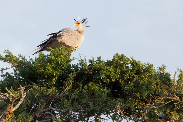 Secretary bird, Masai Mara — Stock Photo, Image