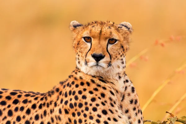 Männlicher Gepard in der Masai-Mara — Stockfoto