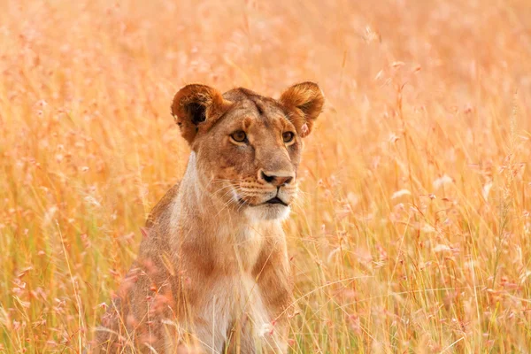 Vrouwelijke Leeuw in Masai Mara — Stockfoto