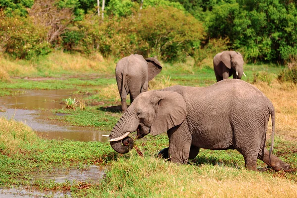 Sloni v masai mara — Stock fotografie