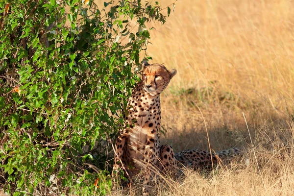 Mannelijke cheetah in Masai Mara — Stockfoto