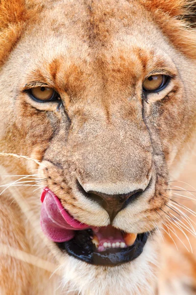 Leão fêmea em Masai Mara — Fotografia de Stock