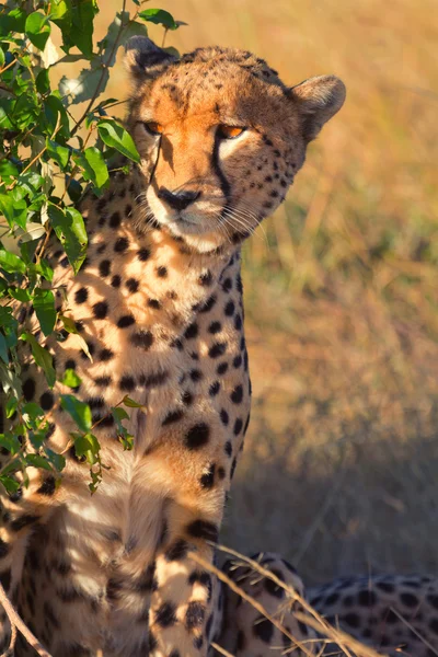 Chita masculina em Masai Mara — Fotografia de Stock