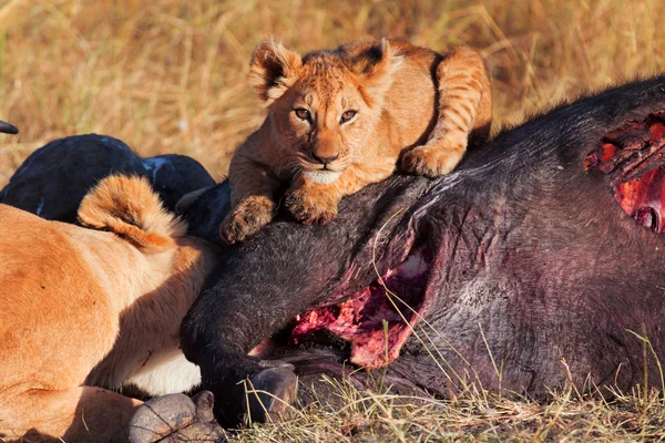 Lioness with cub in Masai Mara — Stock Photo, Image