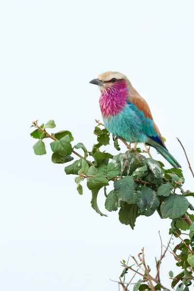 Lilac Breasted Roller bird — Stock Photo, Image