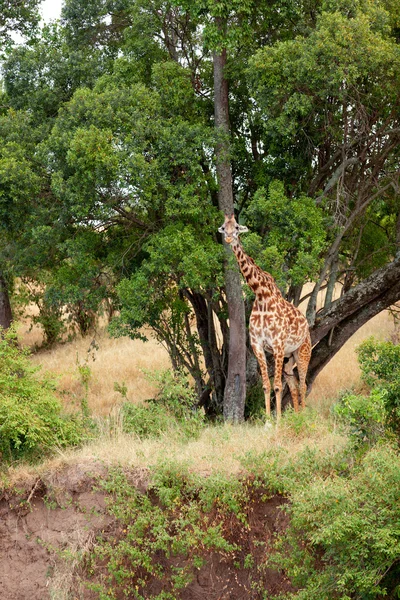 Jirafa en Masai Mara — Foto de Stock