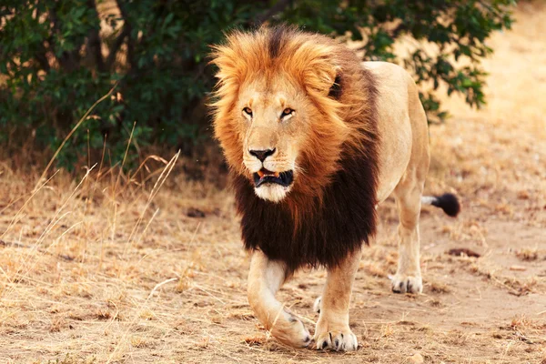 Masai Mara erkek aslan — Stok fotoğraf