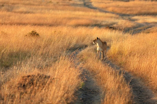 Masai Mara dişi aslan — Stok fotoğraf