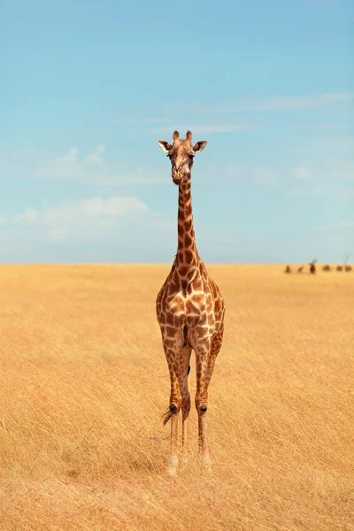 Žirafa v Masai Mara — Stock fotografie