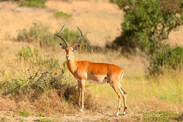 Maschio Impala mangiare erba — Foto Stock